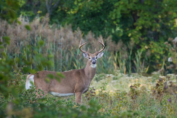 white tailed deer in autumn