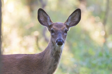 white tailed deer fawn in autumn
