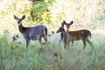 white-tailed deer female with babies