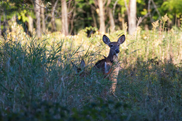 white-tailed deer female with babies