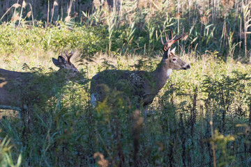  Two males white-tailed deer in fall season 