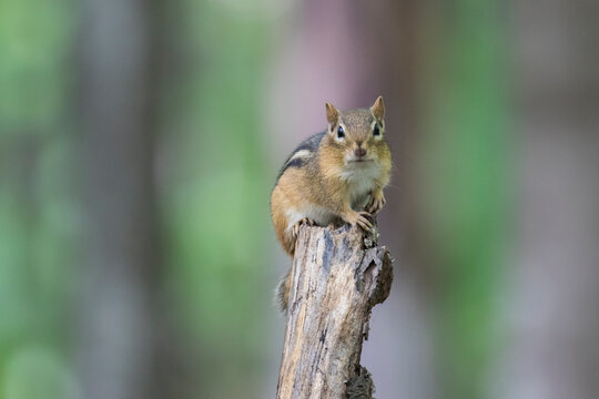 eastern chipmunk (Tamias striatus) in early fall