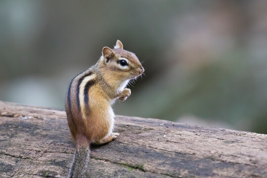 eastern chipmunk (Tamias striatus) in early fall