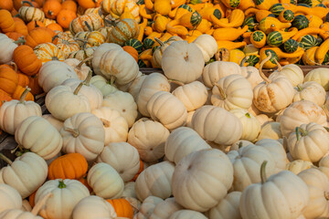 Pumpkins family. Group of different varieties fruits.  Mix of ripe green, orange, yellow pumpkins