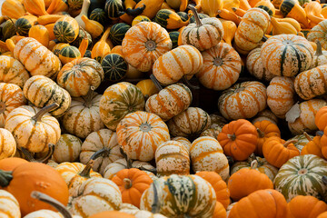 Pumpkins family. Group of different varieties fruits.  Mix of ripe green, orange, yellow pumpkins