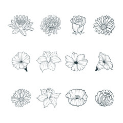 Hand drawn set of twelve different flower heads isolated on white background. Vector illustration for gift cards design and invitations.