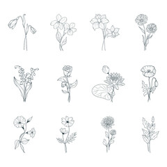 Birth month flowers set. Vector isolated spring and summer blossom herbs and buds for wedding invitations.