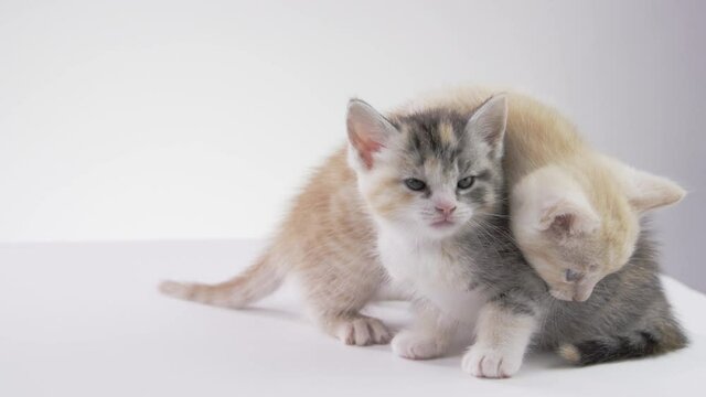 cute kitten on white background 
