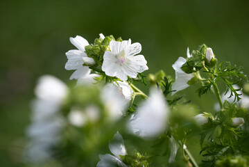 Weiße Wiesenblume
