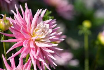 Rosa Bl&uuml;te/Blume