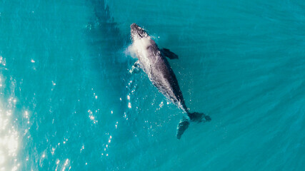 Obraz premium whale swim in ocean mother and his child
