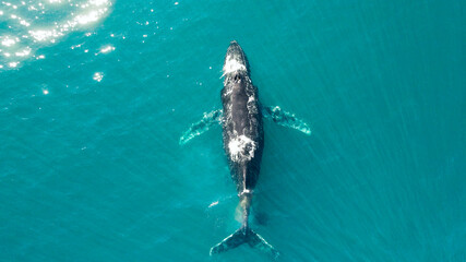 whale swim in ocean mother and his child © Treap
