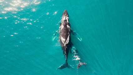 whale swim in ocean mother and his child © Treap