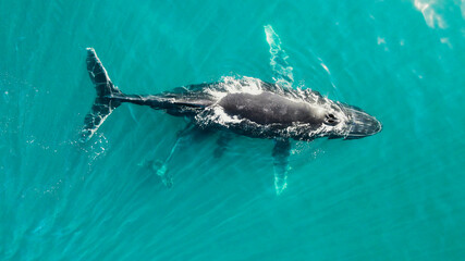 whale swim in ocean mother and his child © Treap
