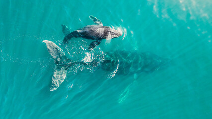 Fototapeta premium whale swim in ocean mother and his child