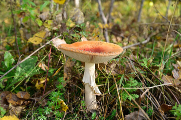 red cap mushroom