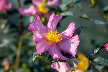 The flower of Camellia sasanqua. This species is the Camellia sasanqua “Cleopatra”. This plant produces pink flowers during autumn and winter seasons.
