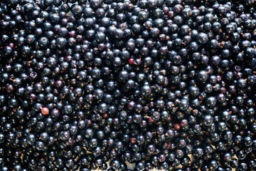 Surface covered with ripe fruits Black currant