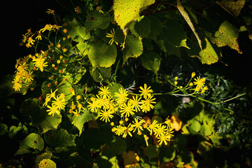 Natural floral background in composition with tree leaves