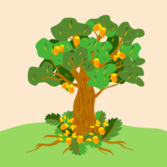 Fototapeta premium Vector - oak tree with oak fruits.