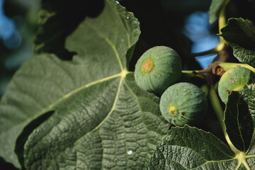 Fototapeta premium Ficus carica green fruits