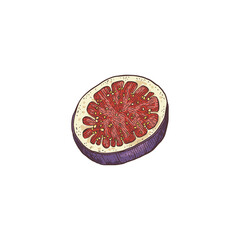 Hand drawn icon of cut fig fruit, engraving vector illustration isolated.