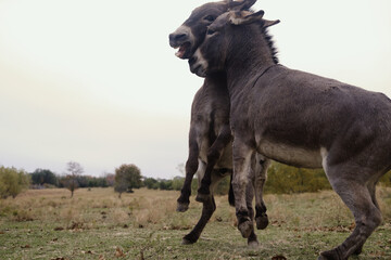 Two mini donkeys play in farm field with copy space on background.