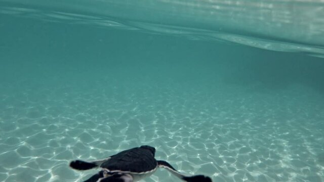 Small Black Turtle Swimming Freely Near The Coast - underwater shot