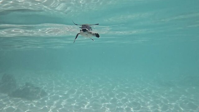 Tiny baby Green sea turtle hatchling swimming in clear shallow water -Underwater