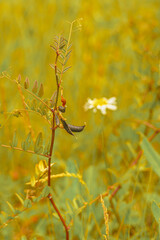 Bean flower seeds in summer field