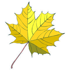Hand-drawn maple gold autumn leaf isolated on white background. Cartoon flat style vector illustration.