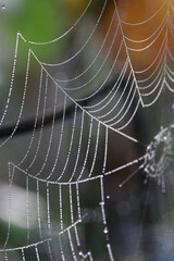 	
spider web with dew drops	