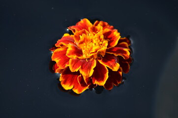 orange flower on black background
