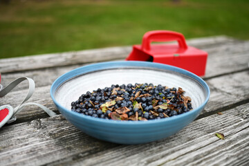 Frisch gesammelte Blaubeeren in Schweden