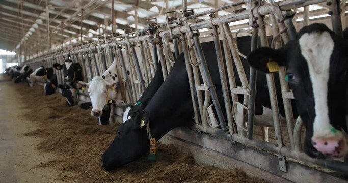 funny animals, black and white cows with ear tags and collars in stall chewing hay, milk and meat industry