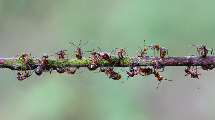 A group of ants working together on a tree stick