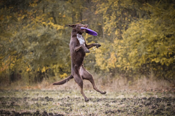 Brown Border collie is catching frisbee. Autumn photoshooting in park.