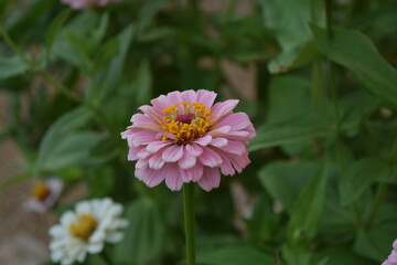 Obraz premium zinnia 