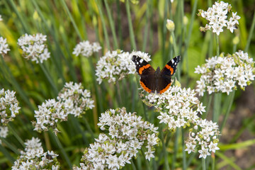 butterfly on a white chive flower