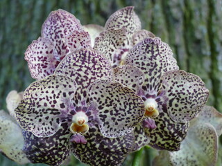 vanda orchid 
