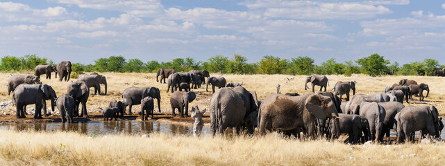 Naklejka na ściany i meble Herd of African elephants / Group of African elephants at a waterhole in Etosha National Park.