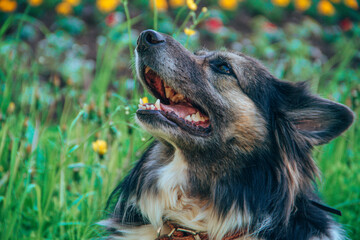 dog