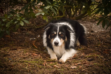 Border collie is sitting in the bush. Autumn photoshooting in park.