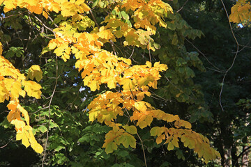 sketches of early autumn in the city park