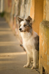 Dog border collie is standing on street. Nice dog in the city center.