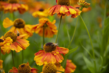 bee on a orange flower