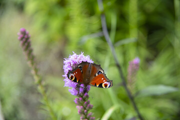 butterfly on purple flower