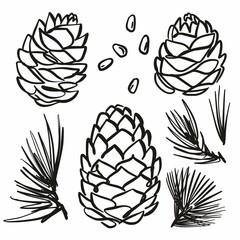 Drawing of cedar cones by hand