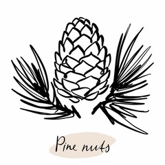 Drawing of cedar cones by hand