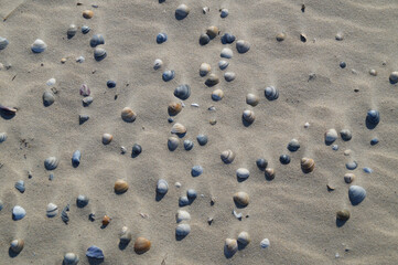 Fototapeta na wymiar sand with the seashells from the North Sea coast 